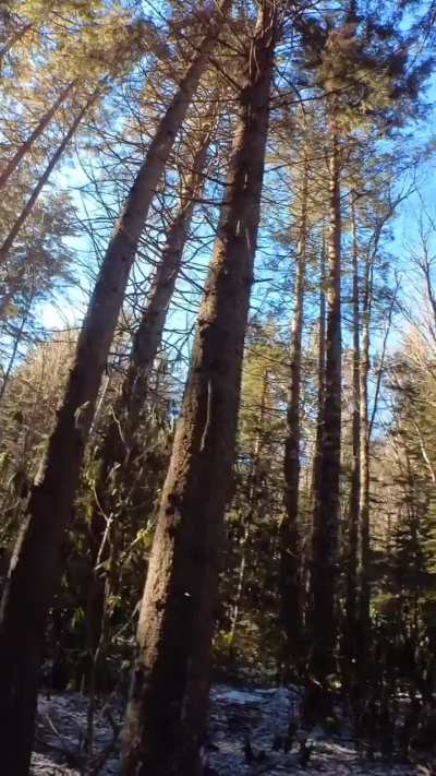 Bubbling Spring Branch North Carolina January 27, 2024