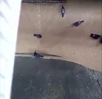 Pigeons being sucked in at a grain factory in Russia