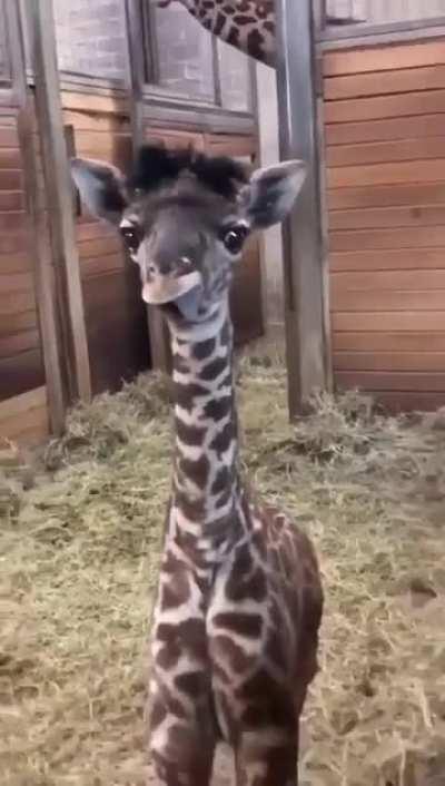 The cutest giraffe of all time 🩷