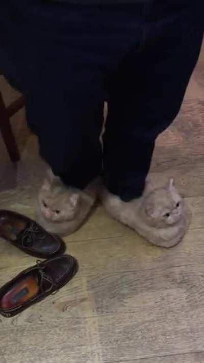 Отличные тапки на случай, когда кот скинул чашку с водой на кровать