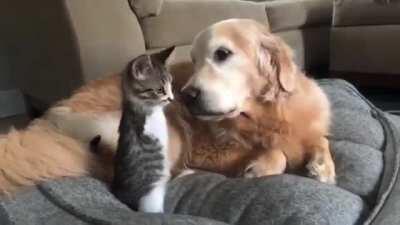 Cat and Dog Friends