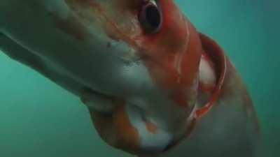 Giant Squid that appeared in Tokyo Bay in 2015