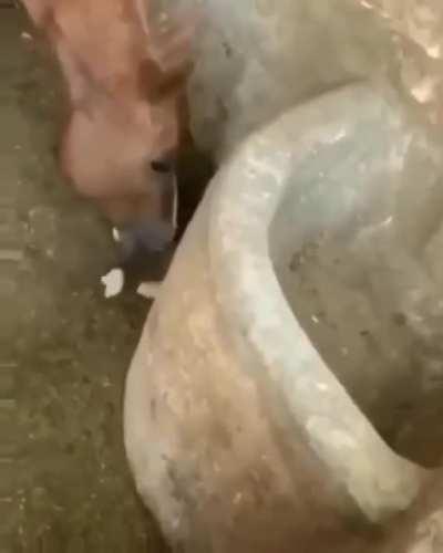 Horse eating chicken nuggets