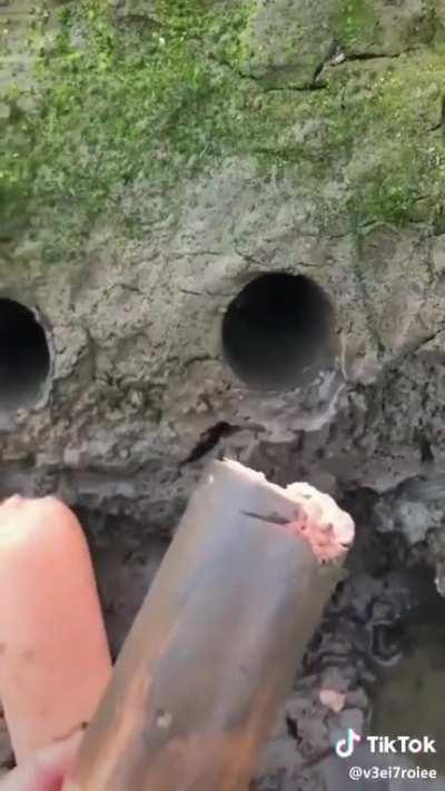 Snapping turtles don't care how big your sausage is