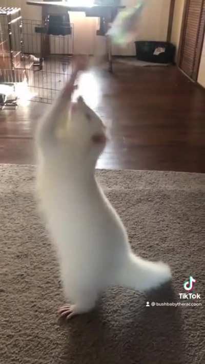 Pearl practicing her grabby skills while perfecting her dance skills