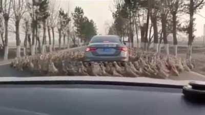 When you've been marked for a sacrifice lol😅