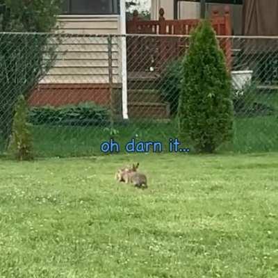 Two Bunnies Playing