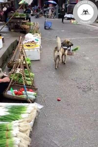 Service dog shopping