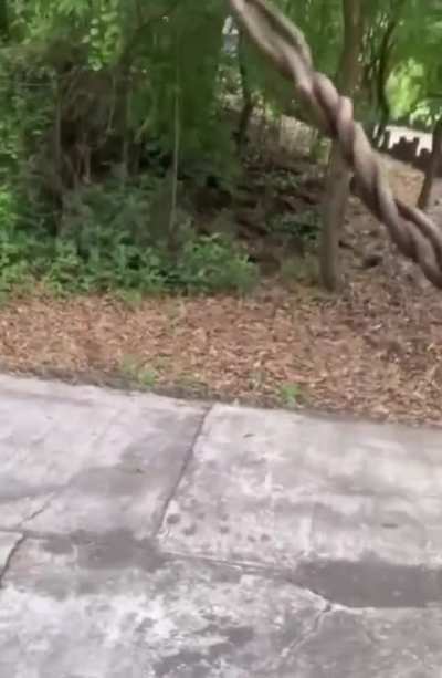 Guy find perfect stick.