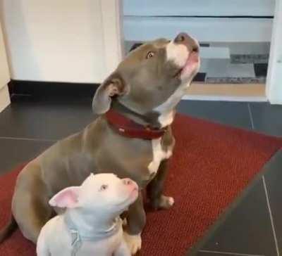 Big and little AWOOOOOs