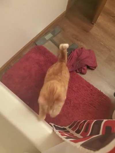 Onie likes to jump between the curtains and meow at me until I pet her while showering