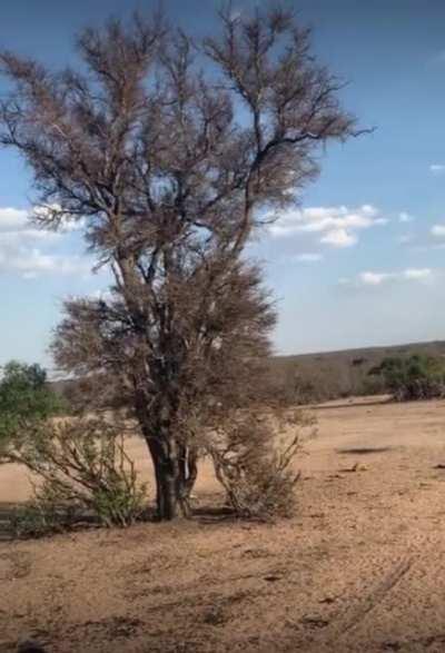 poor monkey screwed up