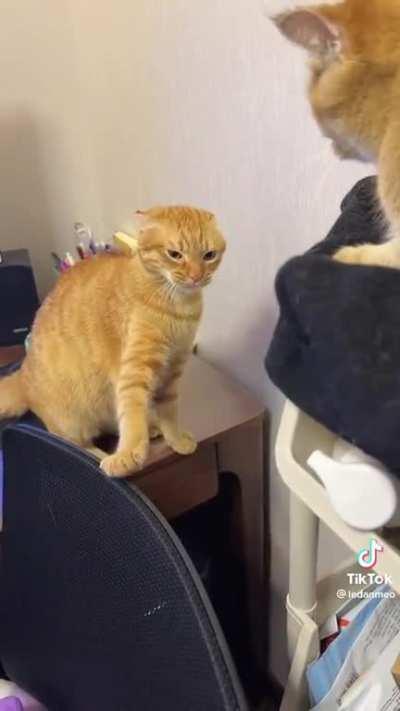 Two orange braincells!