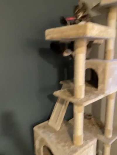 Cosmo trilled until I turned his toy on