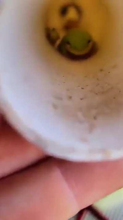 Meet tiny frog... and tinier frog