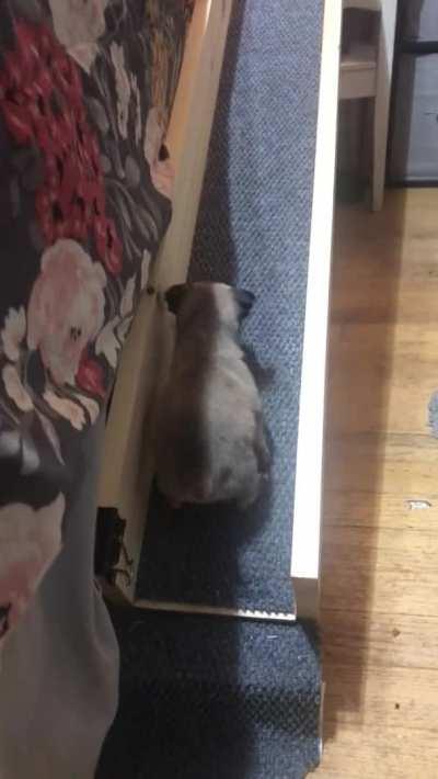 Little Rosie wanted to get up on the bed, so her mom and dad built her a puppy ramp