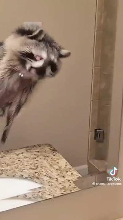 Cute raccoon singing