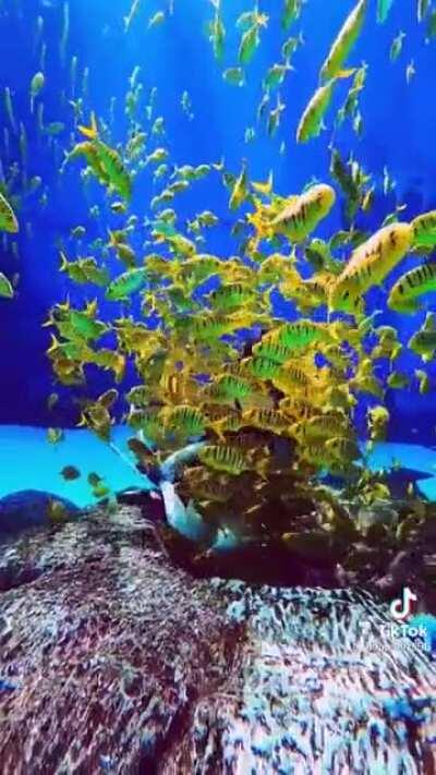 Feeding time at the aquarium