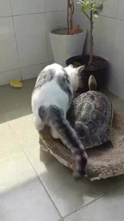 Move Over (Glory to Spez)