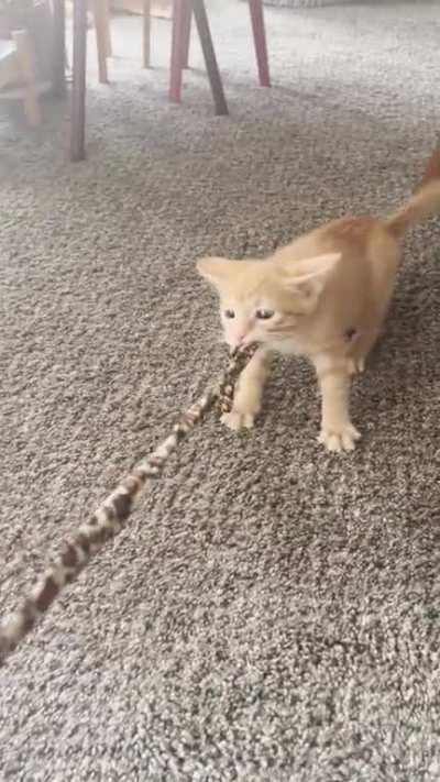 Adopted my sweet Oswald (“Oz”) this weekend. Please listen as he taunts his prey