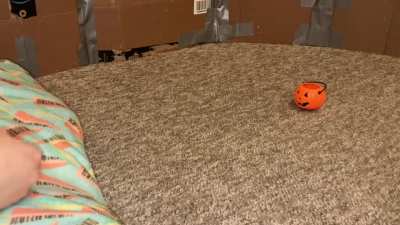 Some Halloween tricks with my smart pet rats!