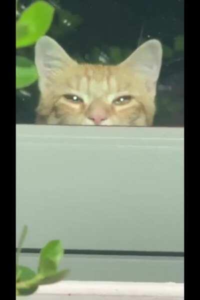 Descending into the cat dimension