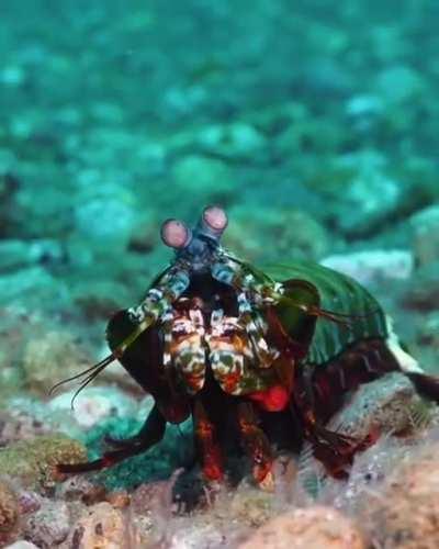 The Mantis Shrimp, thought to have the most complex visual system ever discovered in the animal kingdom. Humans have 3 types of photoreceptor cells in their eyes, while Mantis Shrimp have between 12 and 16. They can see wavelengths of light and color that