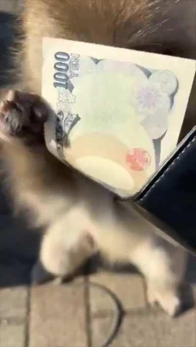 Just a normal day in robmania