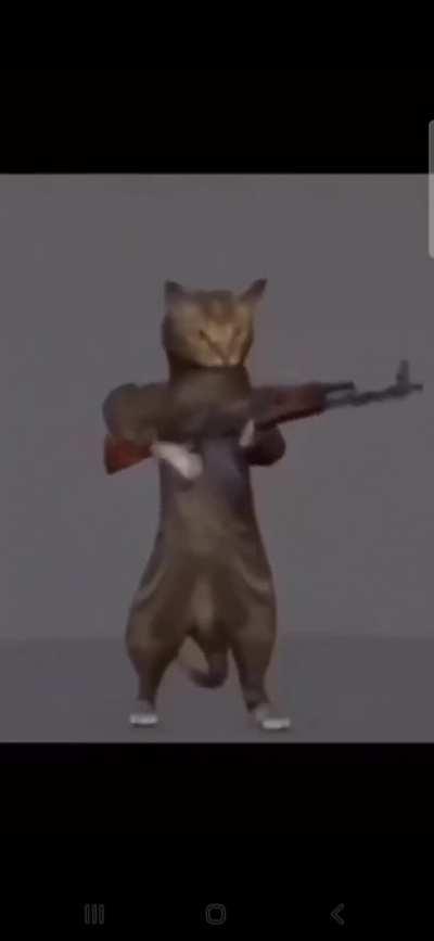 weekly caturday post