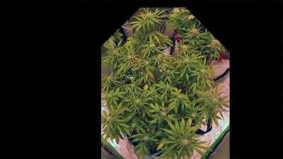 Mango Isle 🥭🏝️🥭 3-Month Time Lapse from Seed to Harvest