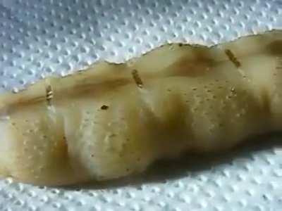 Pregnant termite queen