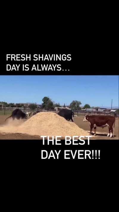 Fresh shavings day is always a good day at Aimee’s Farm Animal Sanctuary