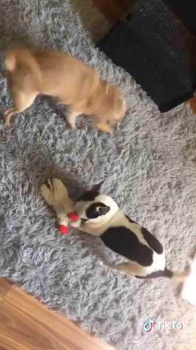 He hated having a little sister, now they’re inseparable 💕