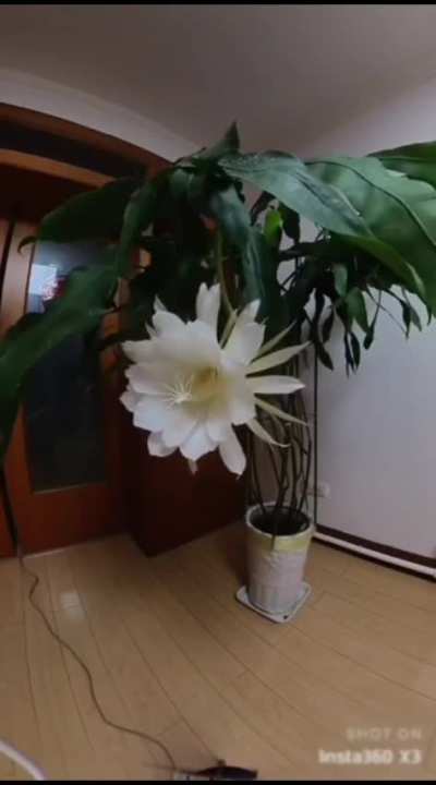 The Queen of the Night blooms once a year at night.