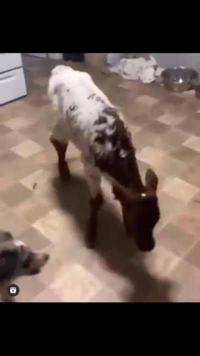 Need my self a calf too