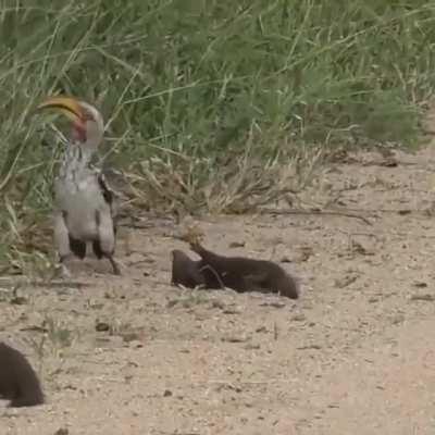 nEcroMaNcER bIRd FuCKinG SCaRes lITtlE CreATuRe To DeaTH jUSt to ReAnIMaTE it tO KIll iT aGain 2 TiMEs