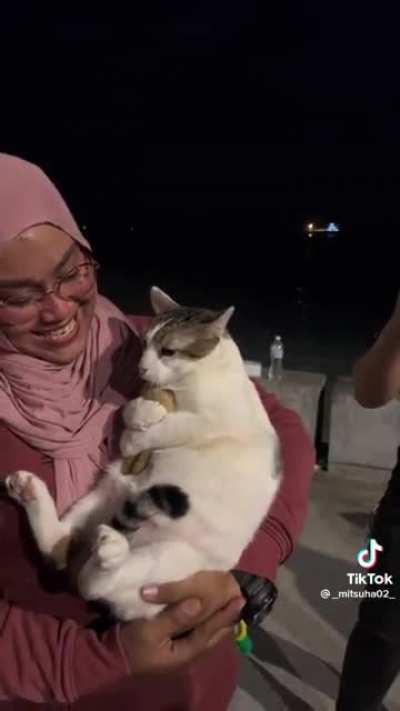 The chonky cat is back