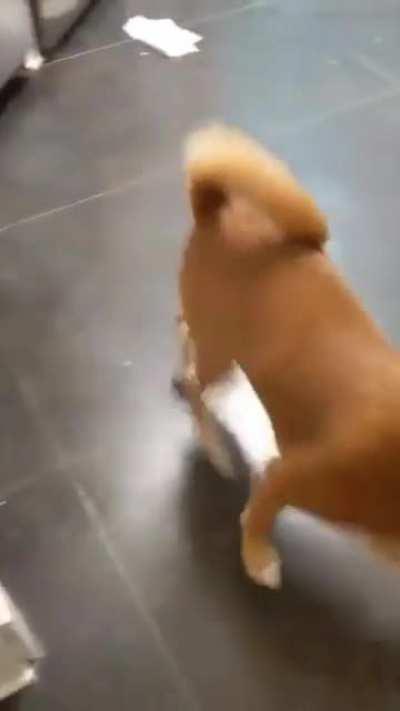 Dogs exploring new house