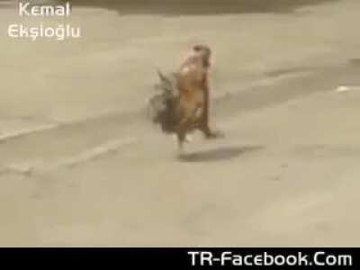 HOKY SHITD MRACHING CHIMKEN?😳😳😳😳😳😳😳😳😳😳😳😳😳😳😳😳😳😳😳😳😳😳😳😳😳😳😳