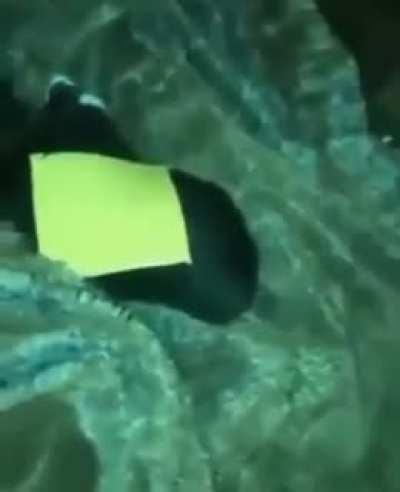 why he trhow cheese on cat? he does stupid? kinda tarded i think🤔