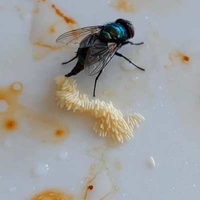 Fly casually laying eggs on my dinner plate