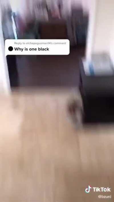 Bonus point to this dad for answering this dumbo question