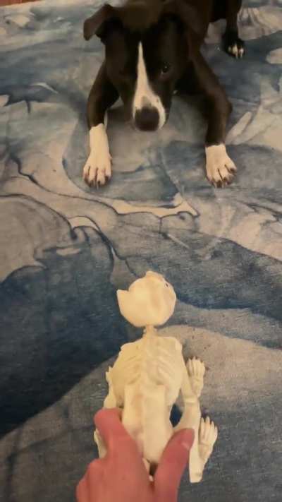 Apparently her love of cats extends to Halloween decorations.