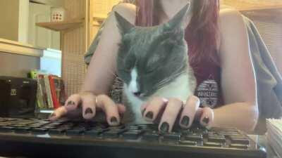 Lincoln had just about enough of me choosing to work instead of petting his face. Even though I pay the bills, he still thinks he owns the place.