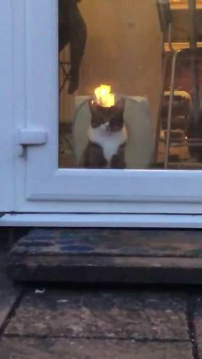 tWiSteD fUcK fIlmS cAt BuRnInG