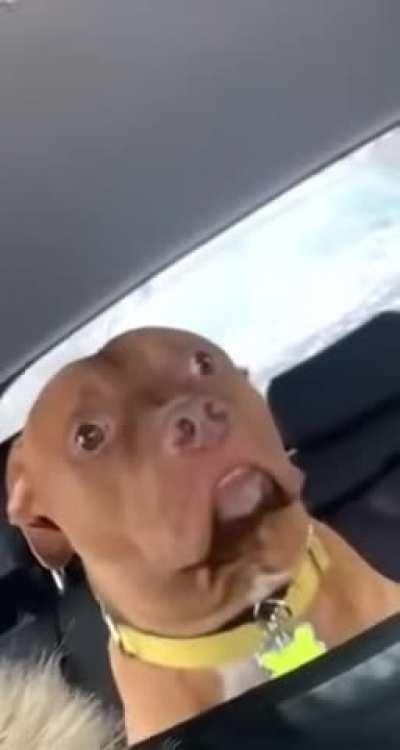 Dog realizes he’s at the vet and not the park.