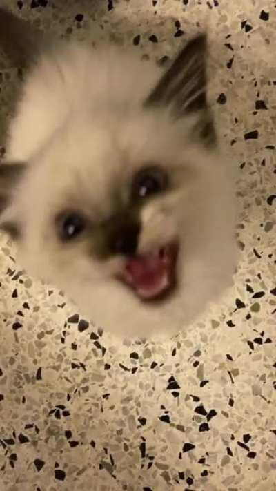 The tiniest angry squeaks!