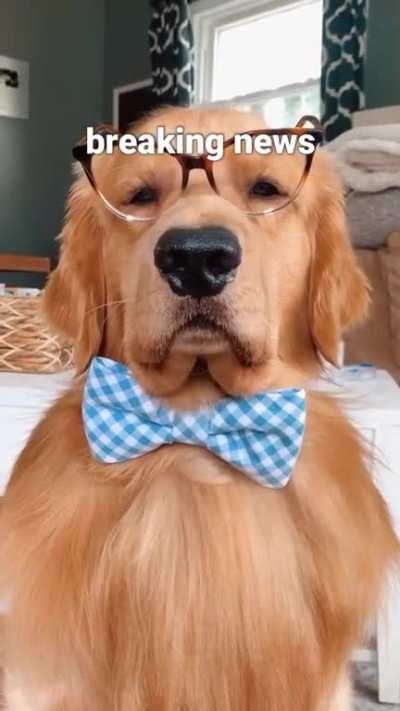 I Has Breaking News...