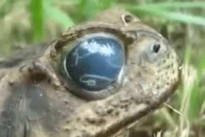 Parasitic worm swimming in frogs eye