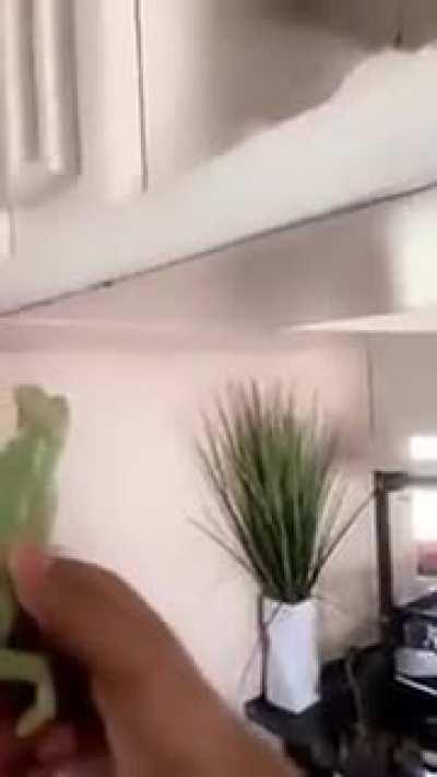 Controle de pragas ecologicamente correto.